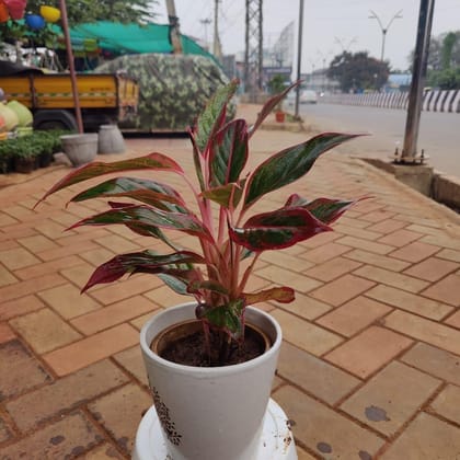 Buy Aglaonema Lipstick in 8 Inch Classy Ceramic Pot (colour may vary) Online | Urvann.com