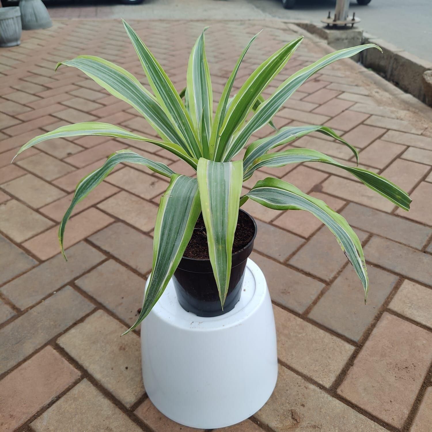 Dracaena Green Variegated in 5 Inch Nursery Pot