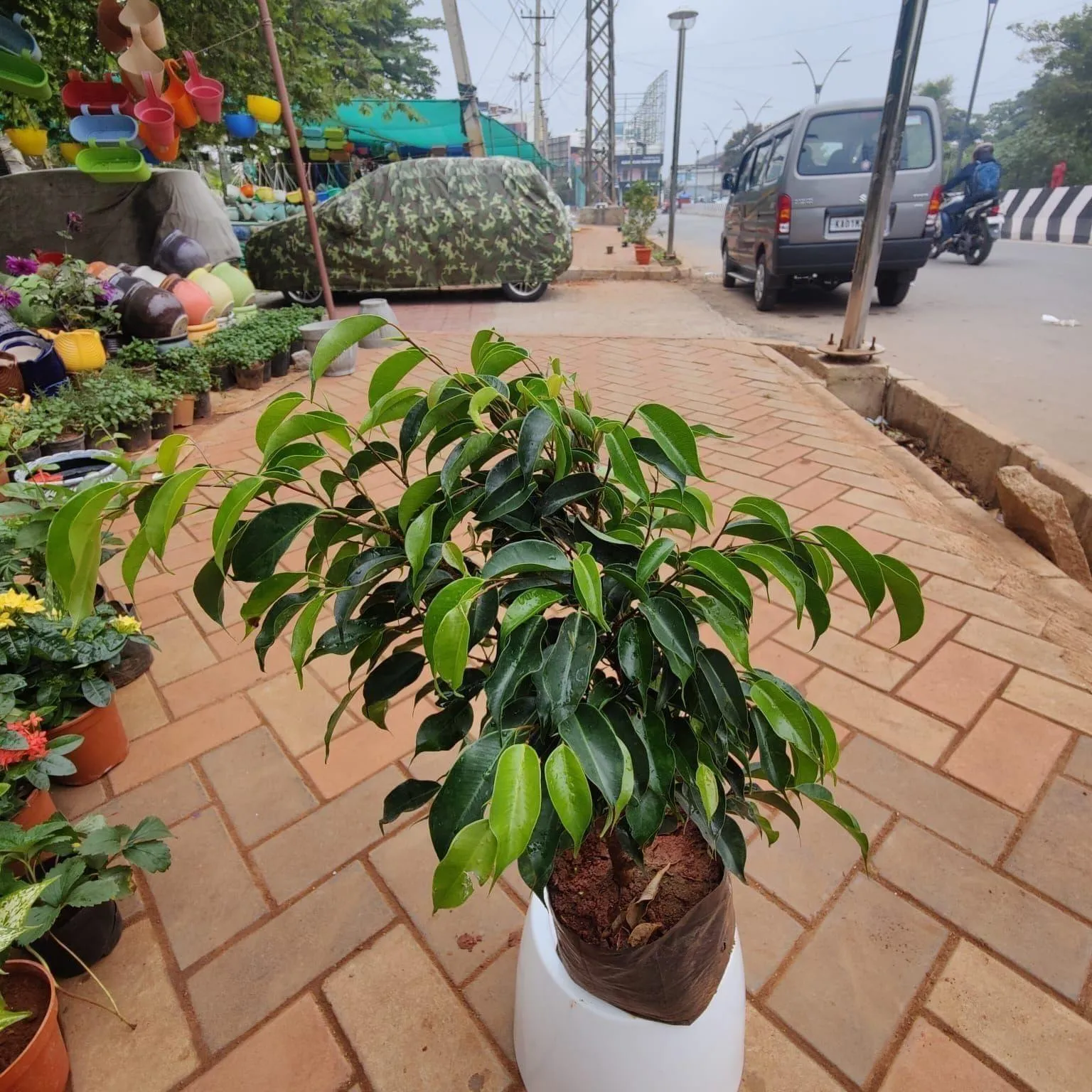Ficus Bushy in 6 Inch Nursery Bag
