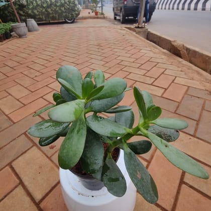 Buy Crassula Ovata Broad Leaf Succulent in 5 Inch Plastic Pot Online | Urvann.com