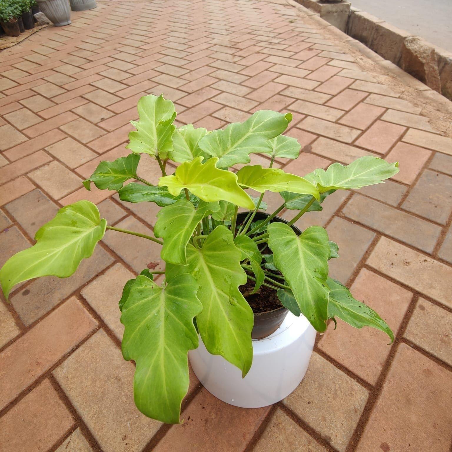 Xanadu Yellow in 5 Inch Nursery Pot