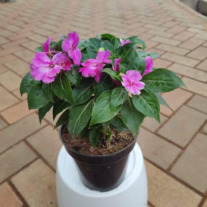 Buy Impatiens Balsamina Pink in 6 Inch Plastic Pot Online | Urvann.com