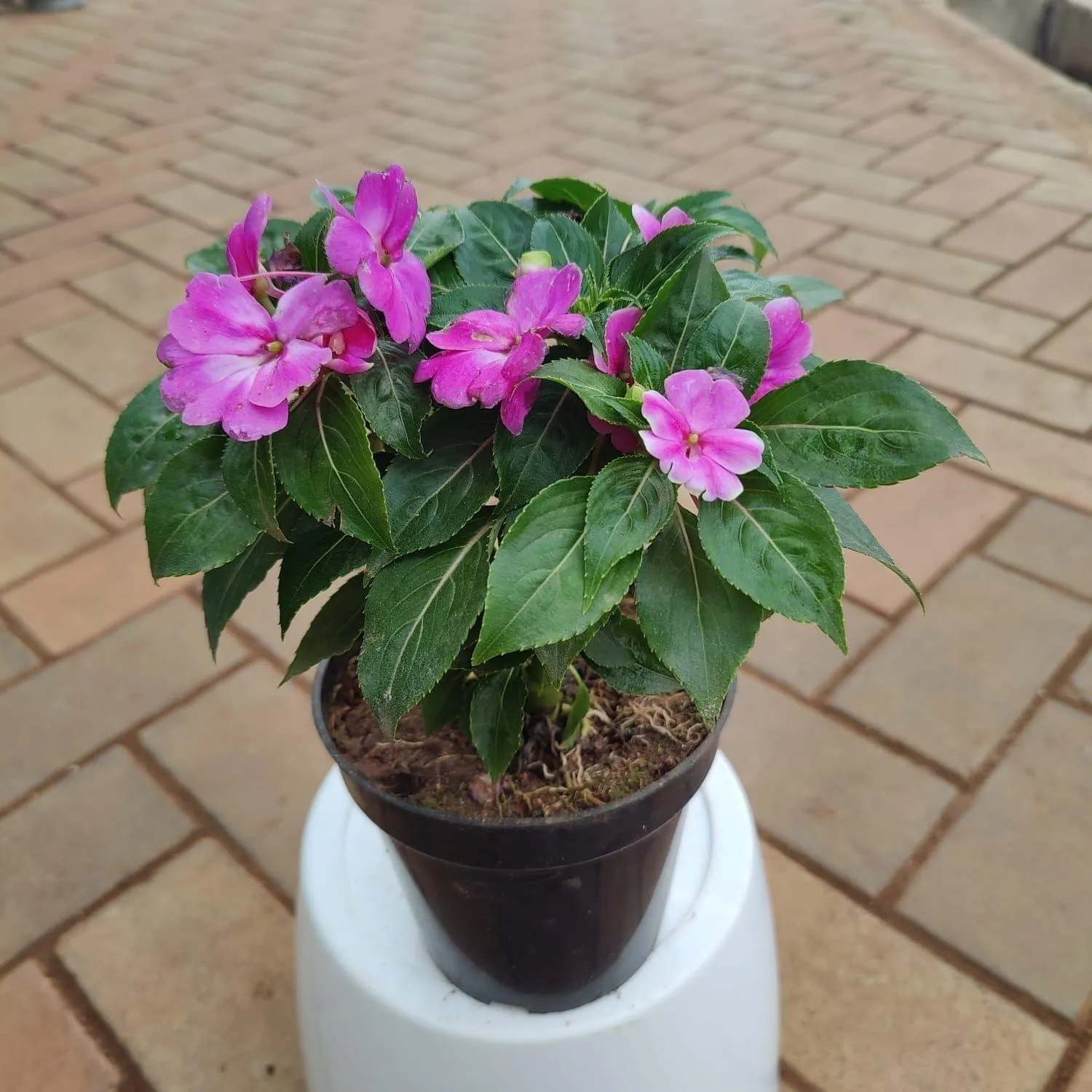 Impatiens Balsamina Pink in 6 Inch Nursery Pot