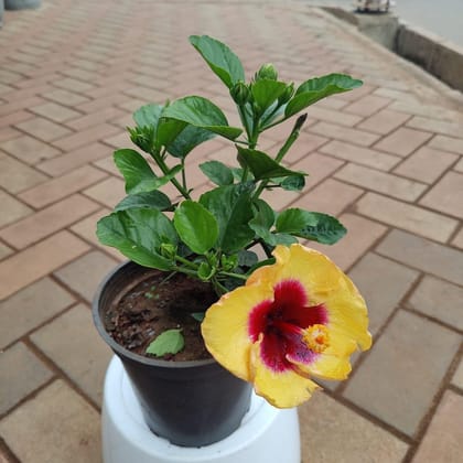 Buy Hibiscus / Dalwala (any colour) in 5 Inch Plastic Pot Online | Urvann.com