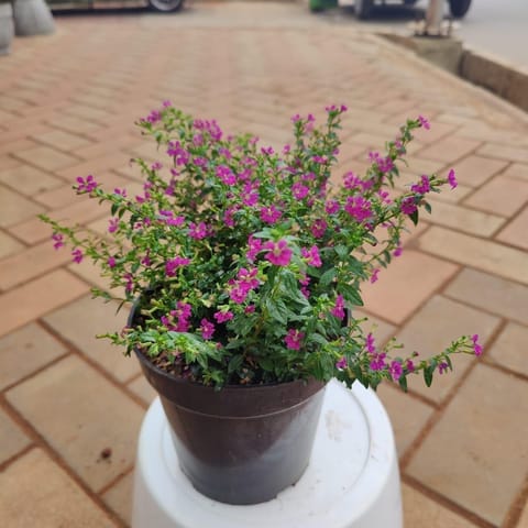 Cuphea / False Heather (any colour) in 5 Inch Live Plant Nursery Pot