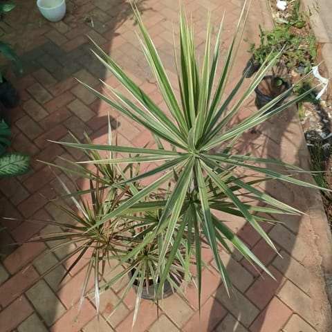 Dracaena Marginata / Kolaram (~5 ft) in 10 Inch Nursery Bag