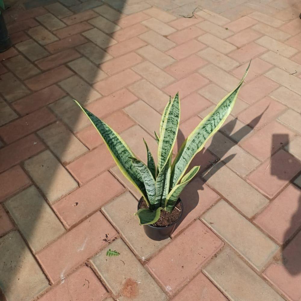 Snake Dwarf Green & Yellow (~ 1.5 Ft) in 5 Inch Nursery Pot