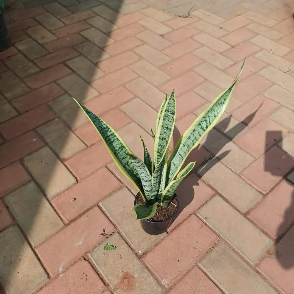 Snake Dwarf Green & Yellow (~ 1.5 Ft) in 5 Inch Nursery Pot