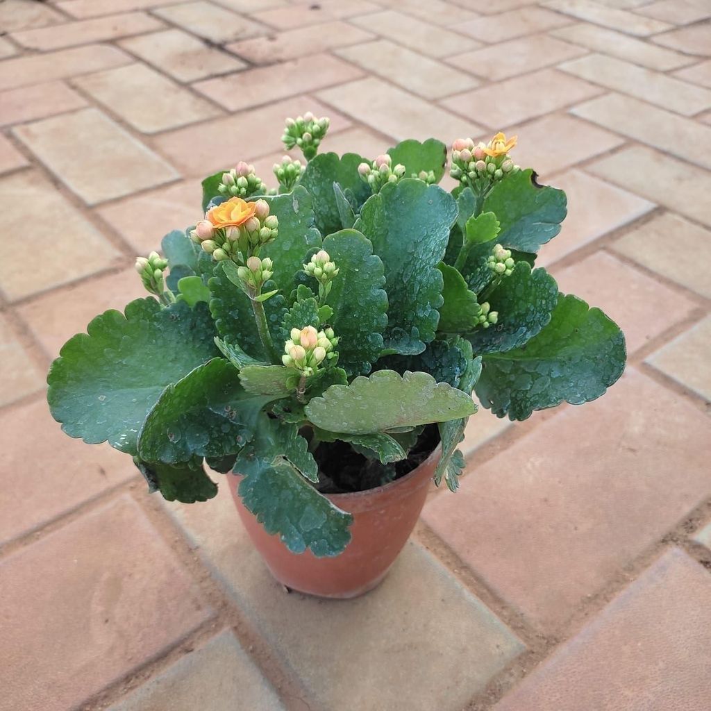 Buy Kalanchoe Succulent Orange in 5 Inch Plastic Pot Online | Urvann.com Kalanchoe Succulent Orange in 5 Inch Nursery Pot