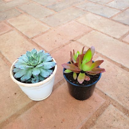 Buy Set of 2 - Succulents (Red Pagoda & Echeveria - Elegan / Vishnu Kamal) in 3 Inch Plastic Pot Online | Urvann.com