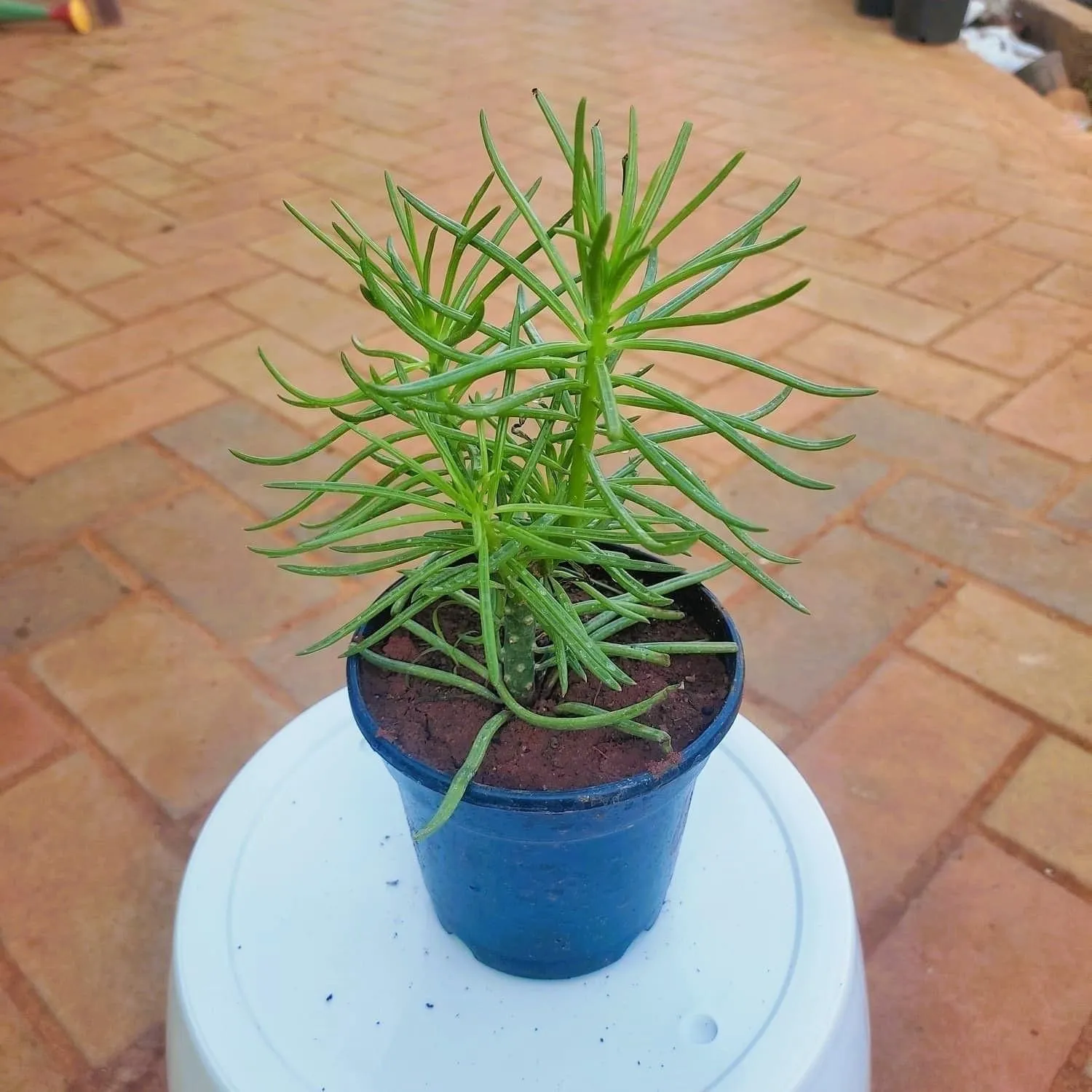 Senecio - Barbertonicus Succulent in 3 Inch Nursery Pot