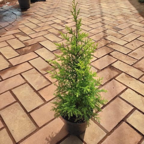 Golden Jhau in 5 Inch Nursery Pot