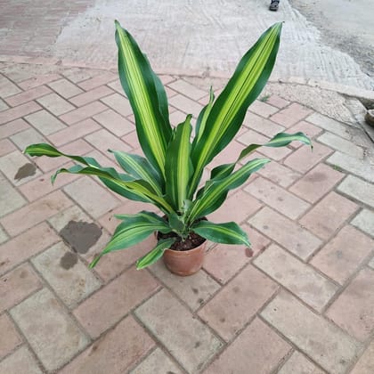 Buy Dracaena Fragrans in 6 Inch Plastic Pot Online | Urvann.com