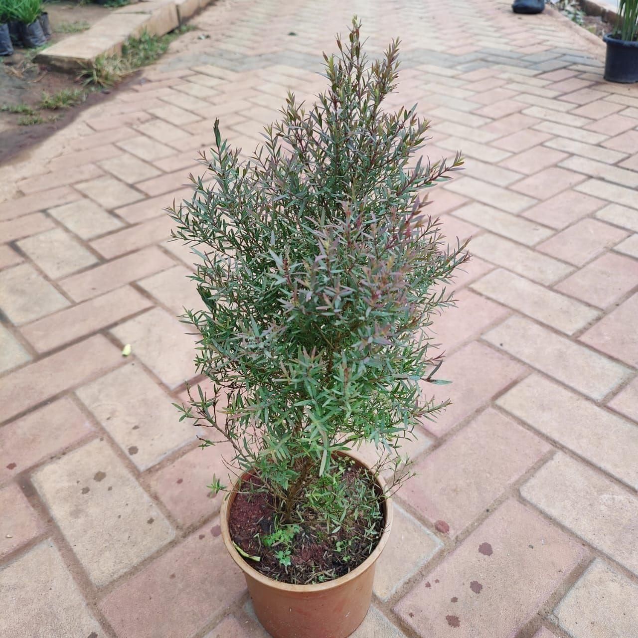 Melaleuca Linariifolia in 6 Inch Nursery Pot