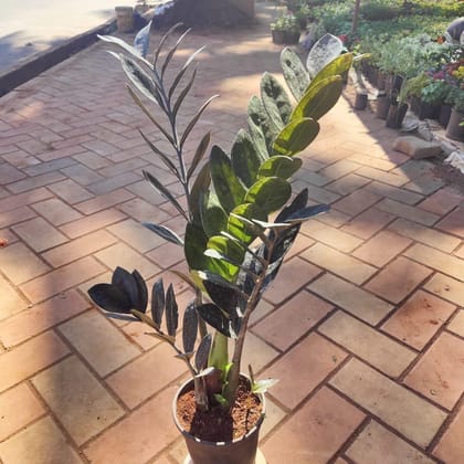 Buy Zz Black (~ 1 ft) in 6 Inch Plastic Pot Online | Urvann.com
