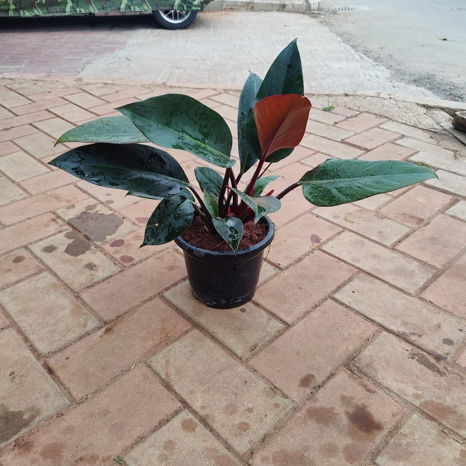 Philodendron Erubescens Black in 8 Inch Nursery Pot