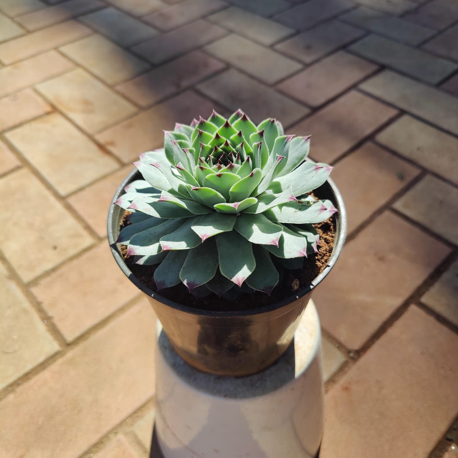Kamal Red Tipped Succulent in 3 Inch Nursery Pot