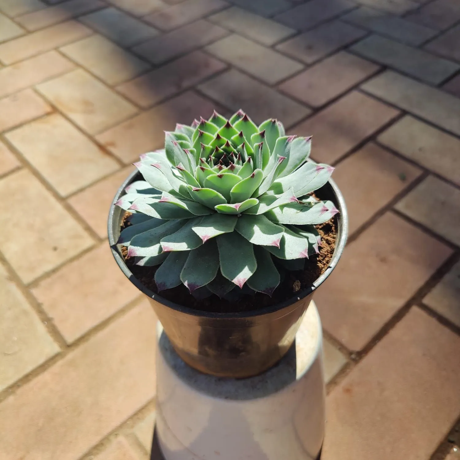 Kamal Red Tipped Succulent in 3 Inch Nursery Pot