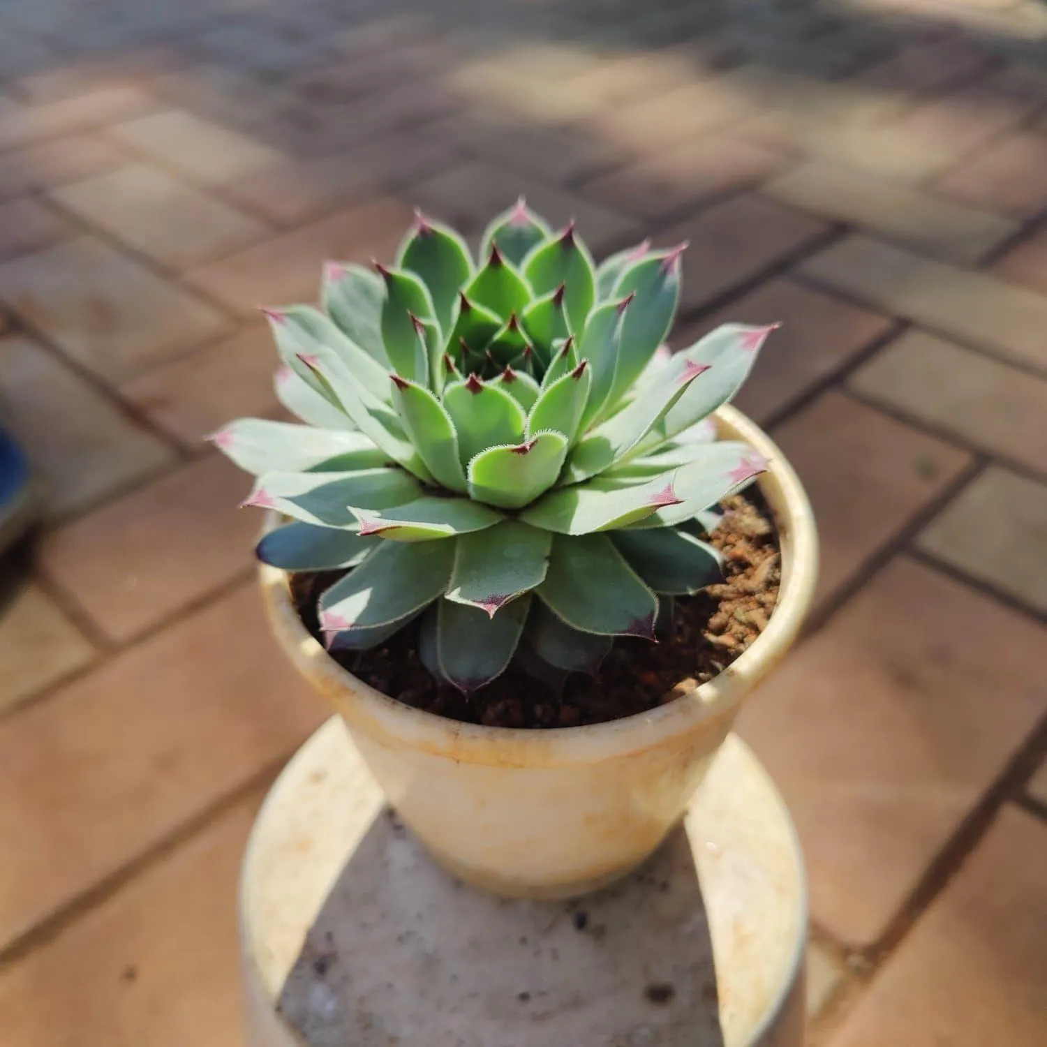 Kamal Green Succulent in 3 Inch Nursery Pot