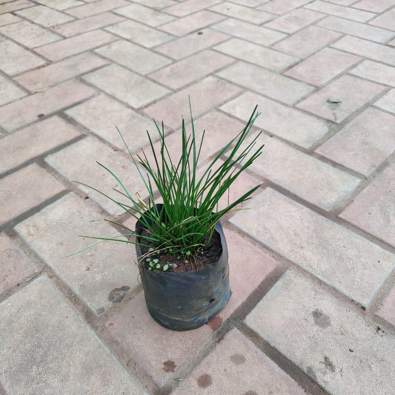 Rain Lily (any colour) in 3 Inch Nursery Bag