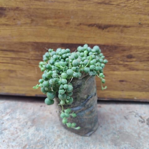 String Of Pearls Succulent in 3 Inch Nursery Bag