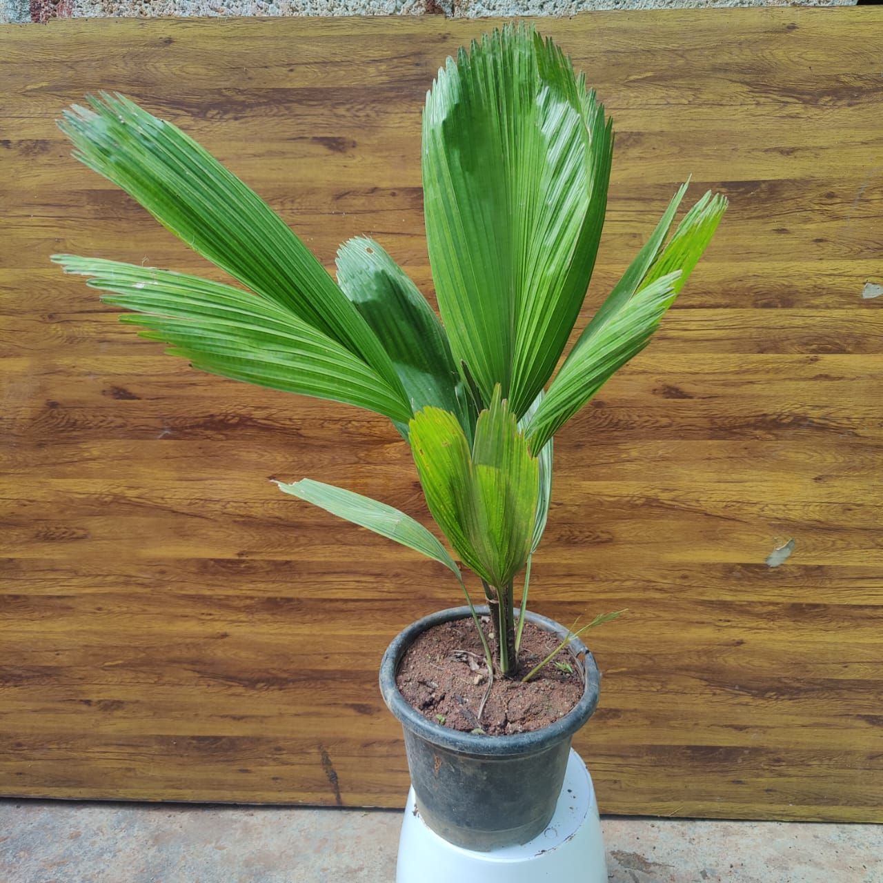 Indoor - Hoya Carnosa Palm in 8 Inch Nursery Pot
