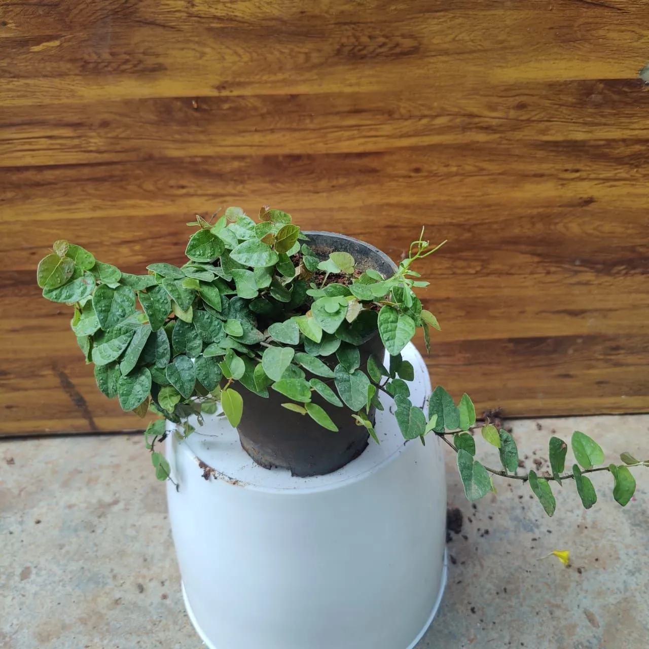 Wall Creeper in 4 Inch Nursery Pot