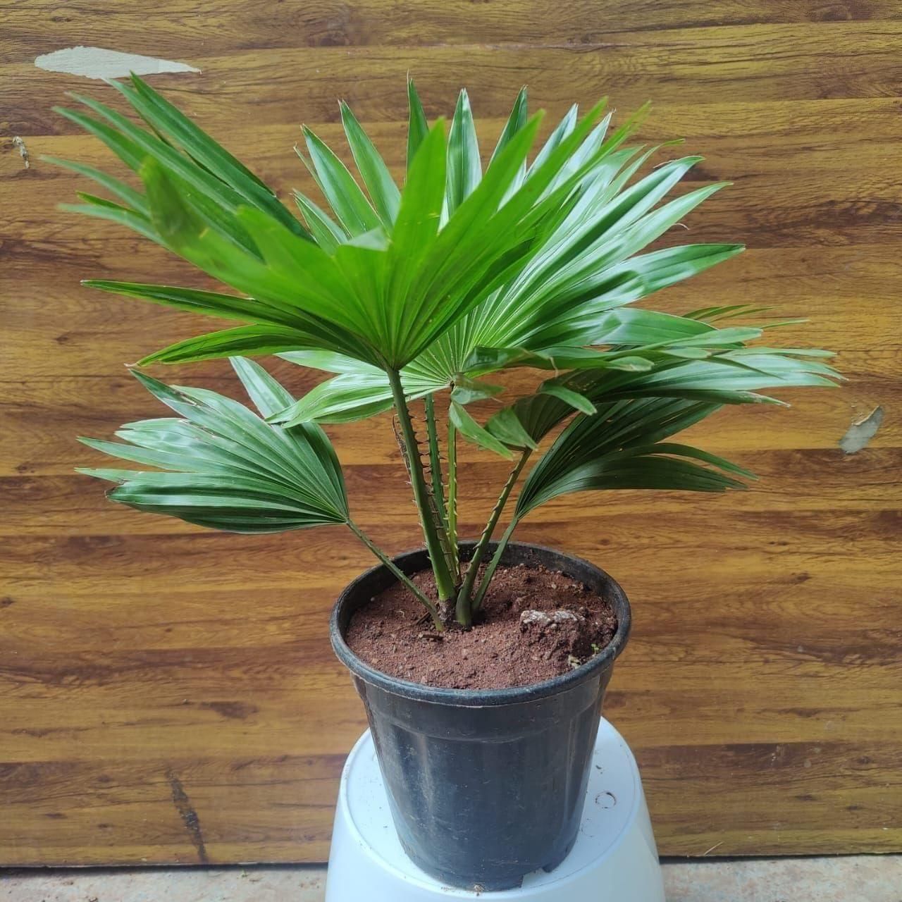 Table Palm in 6 Inch Nursery Pot