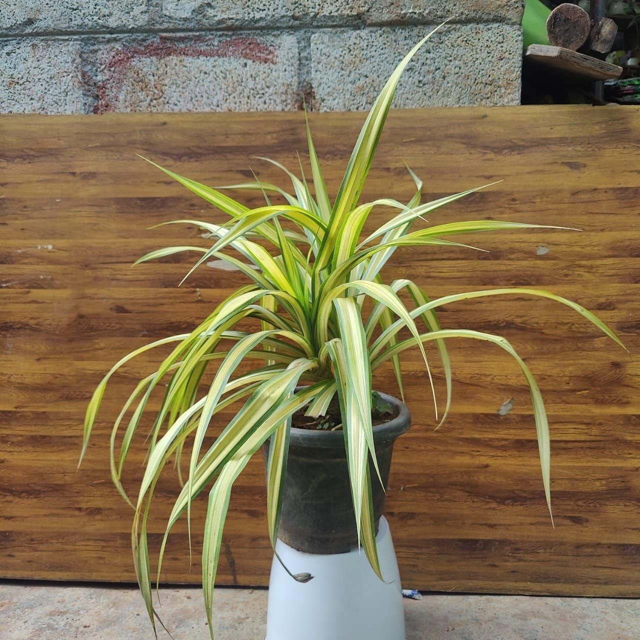 Spider Yellow in 10 Inch Nursery Pot