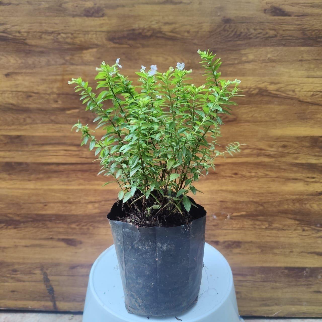 Cuphea / False Heather White in 4 Inch Nursery Bag