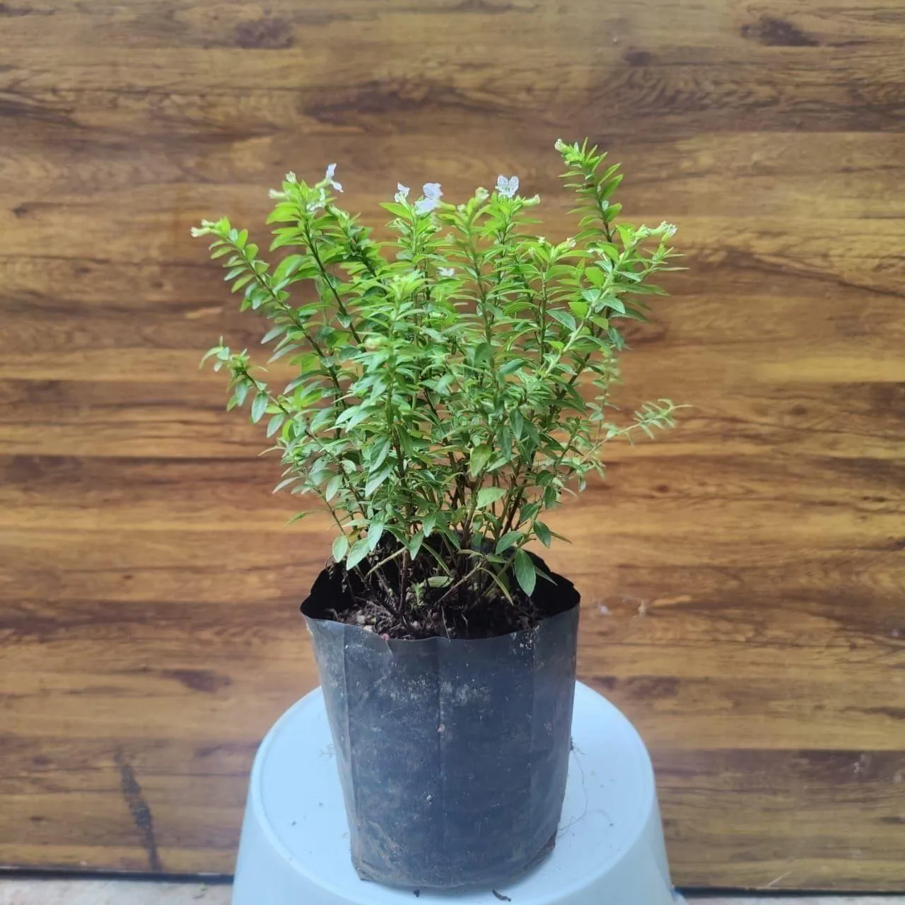 Cuphea / False Heather White in 4 Inch Nursery Bag