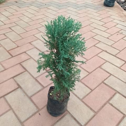 Morpankhi Green in 4 Inch Live Plant Nursery Bag