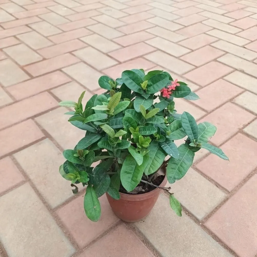Ixora (any colour) in 4 Inch Nursery Pot