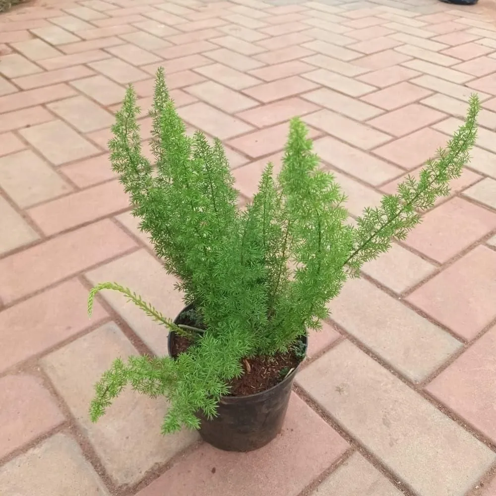 Mayuri Plant / Spara Grass in 4 Inch Nursery Pot