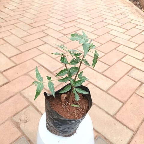 Neem (~ 1 ft) in 4 Inch Nursery Bag