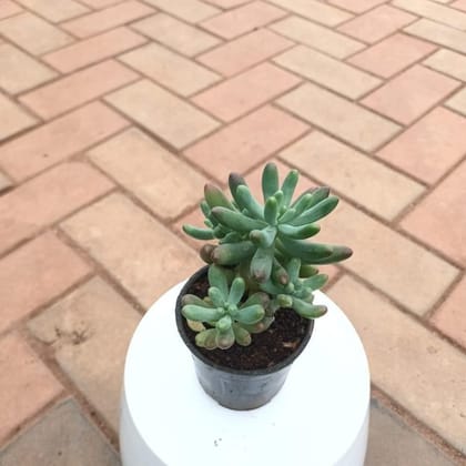 Buy Pachyphytum / Small Munga Succulent  in 3 Inch Plastic Pot Online | Urvann.com