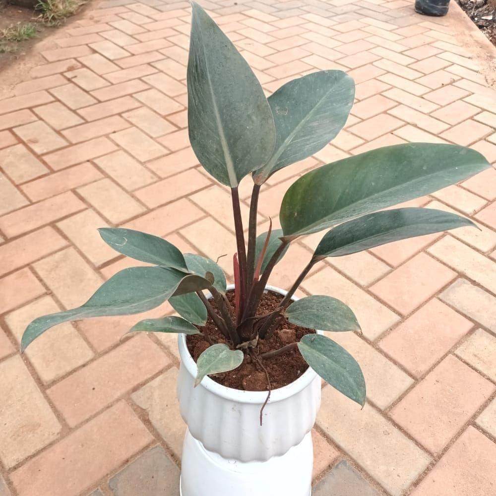 Rubber Large in 8 Inch Linen Designer Ceramic Pot (colour & design may vary)