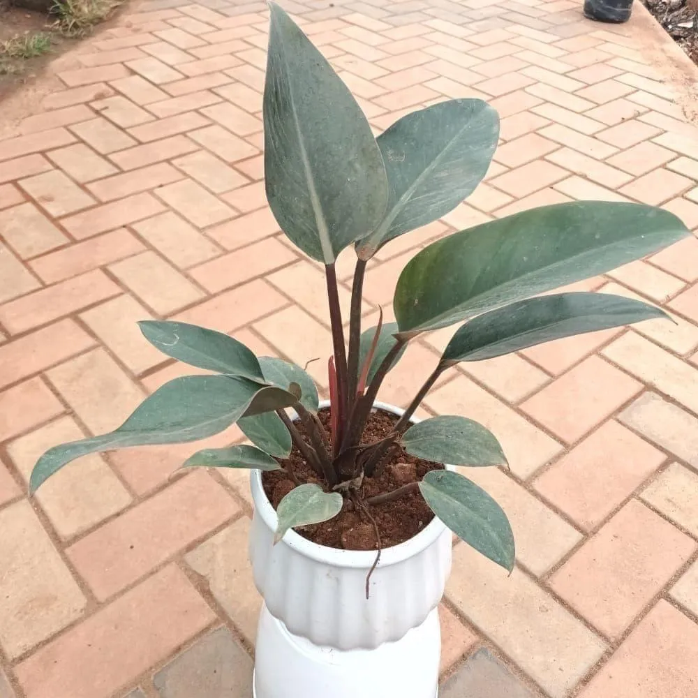 Rubber Large in 8 Inch Linen Designer Ceramic Pot (colour & design may vary)
