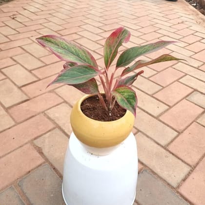 Buy Aglaonema Lipstick in 5 Inch Ceramic Apple Pot Online | Urvann.com