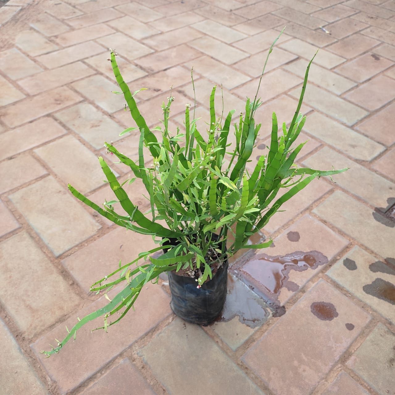 Carqueja Plant in 5 Inch Nursery Bag