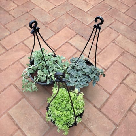 Set of 3 Hanging Combo - (Crassula Ovata, Sedum Yellow & Fittonia Green) in 5 Inch Black Hanging Basket