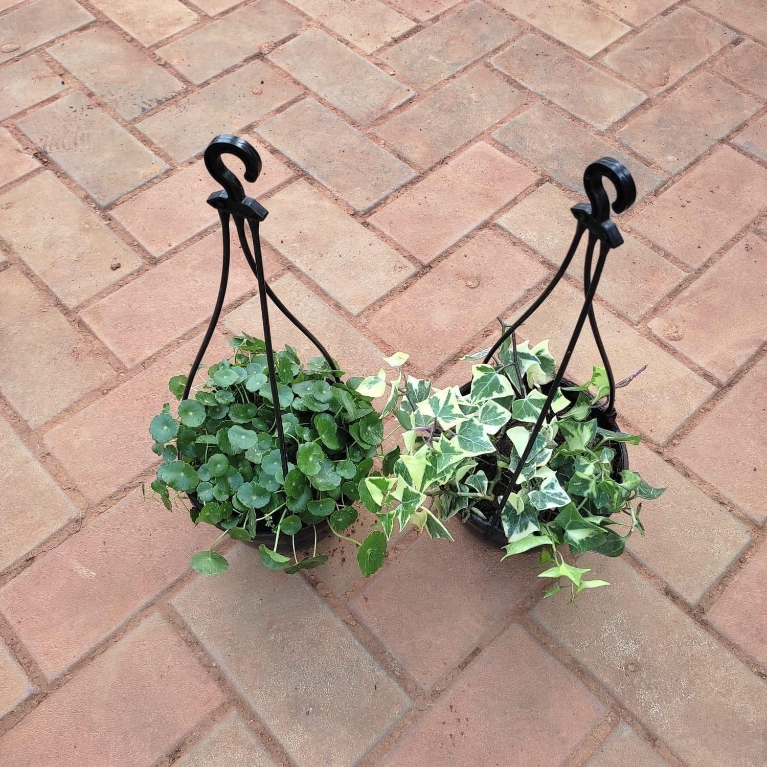 Set of 2 - Hanging Combo (Brahmi Dollar & English Ivy) in 5 Inch Hanging Basket