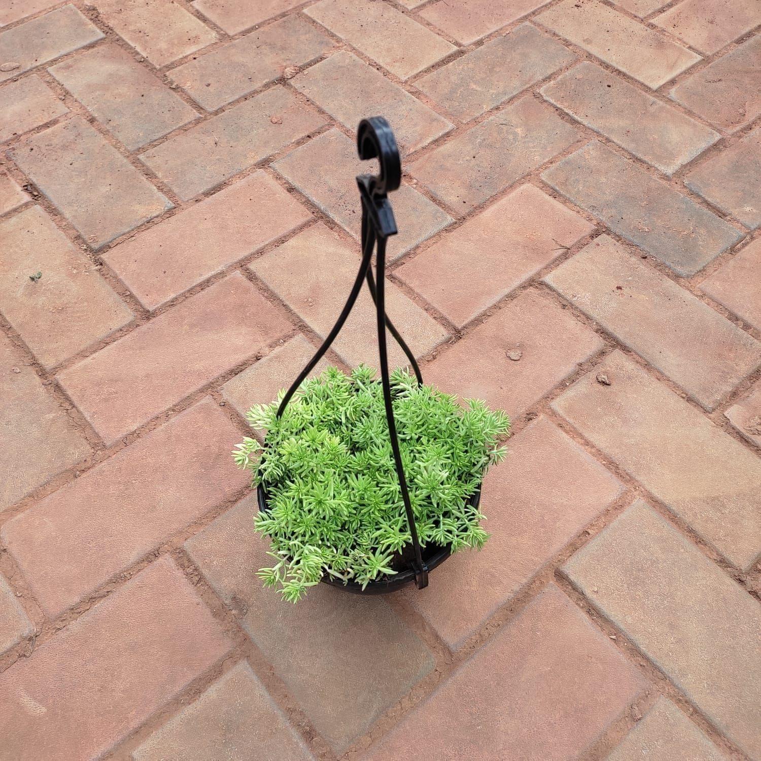 Sedum Yellow Succulent in 5 Inch Black Hanging Basket