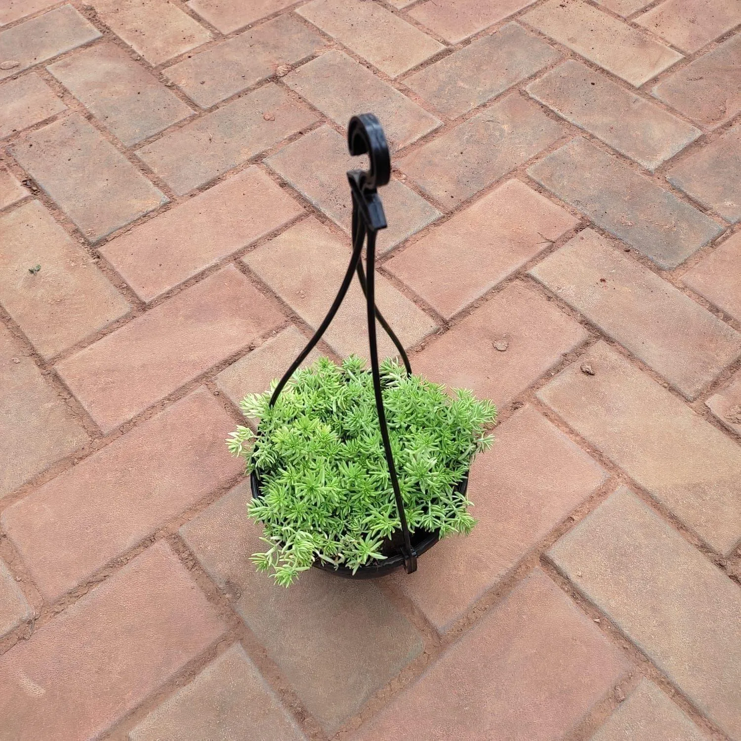 Sedum Yellow Succulent in 5 Inch Black Hanging Basket