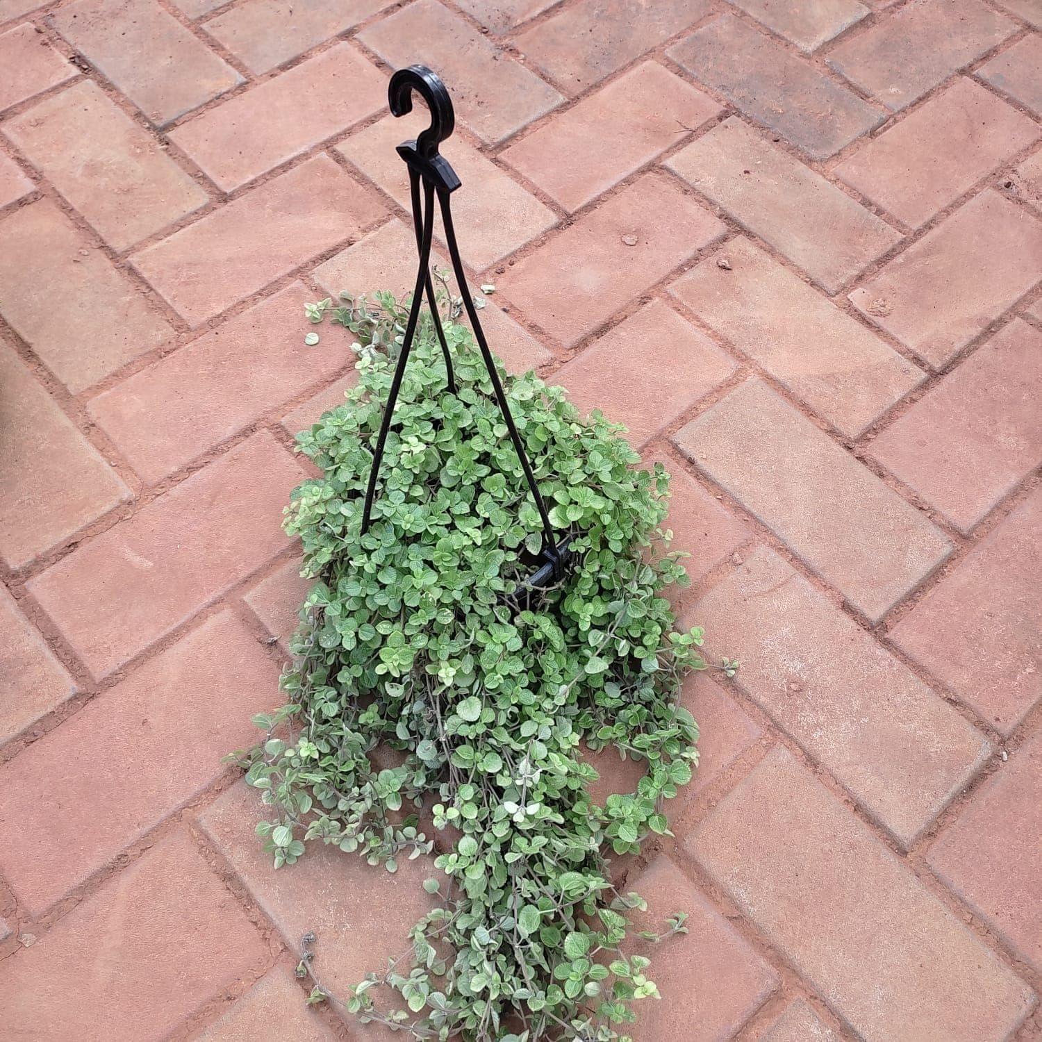 Turtle Vine in 5 Inch Black Hanging Basket