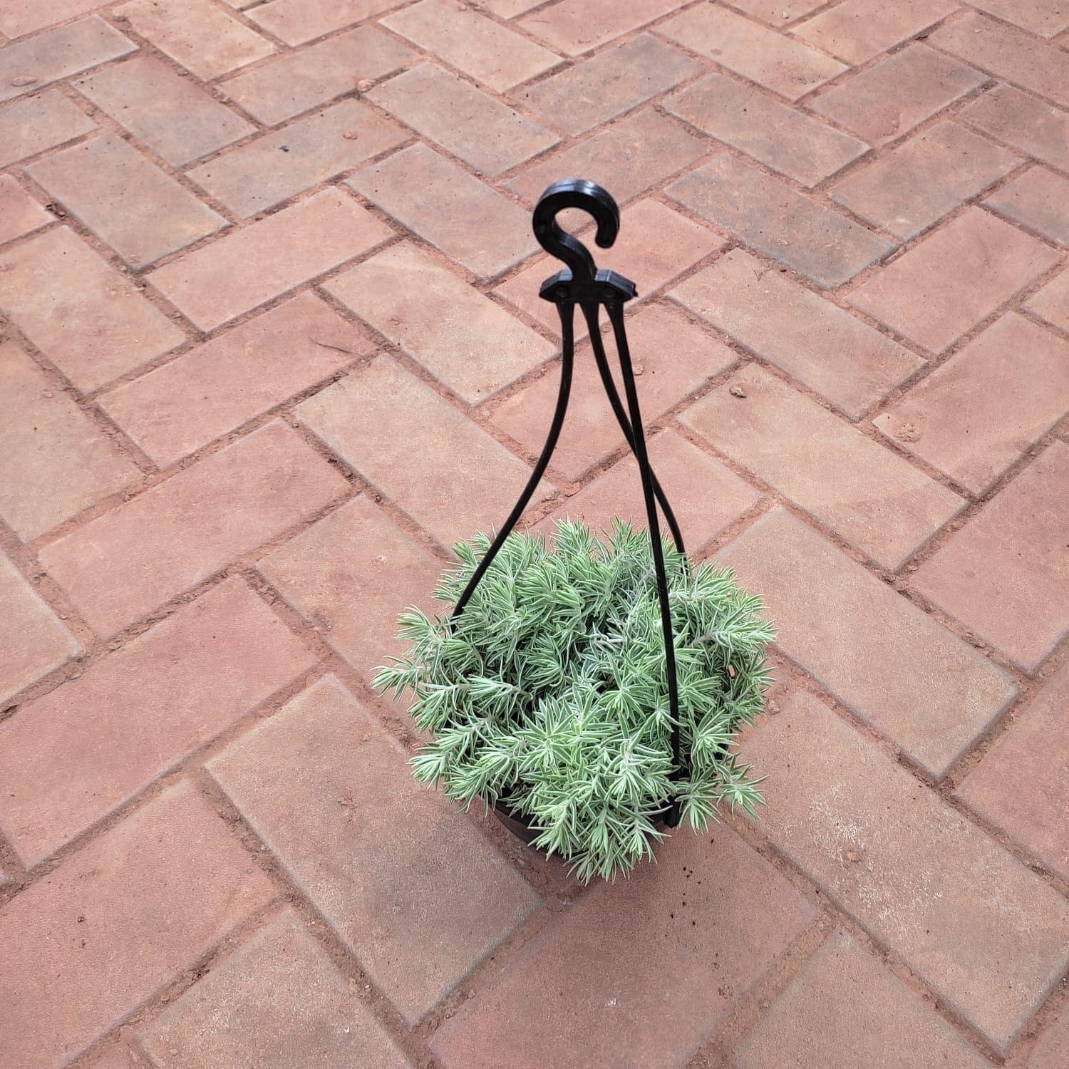 Sedum White Succulent in 5 Inch Black Hanging Basket
