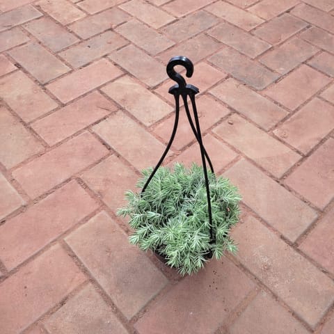 Sedum White Succulent in 5 Inch Black Hanging Basket