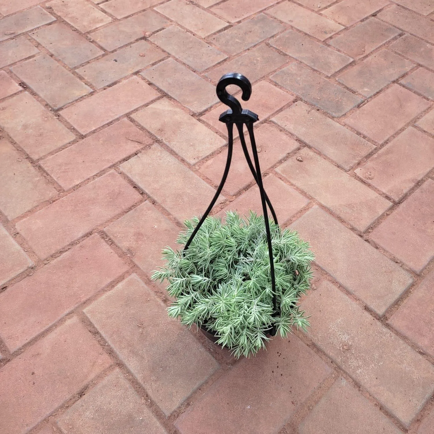 Sedum White Succulent in 5 Inch Black Hanging Basket