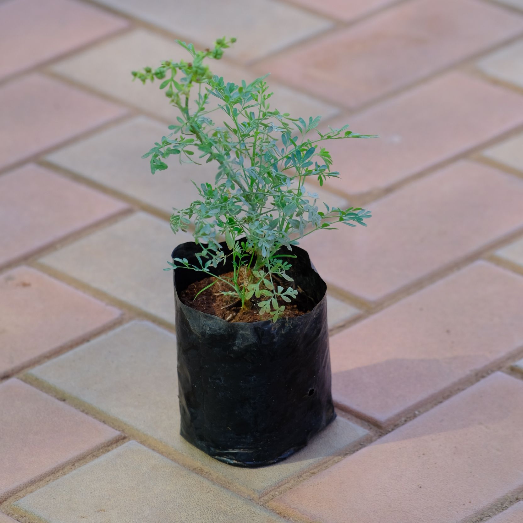 Nag Dari in 4 Inch Nursery Bag