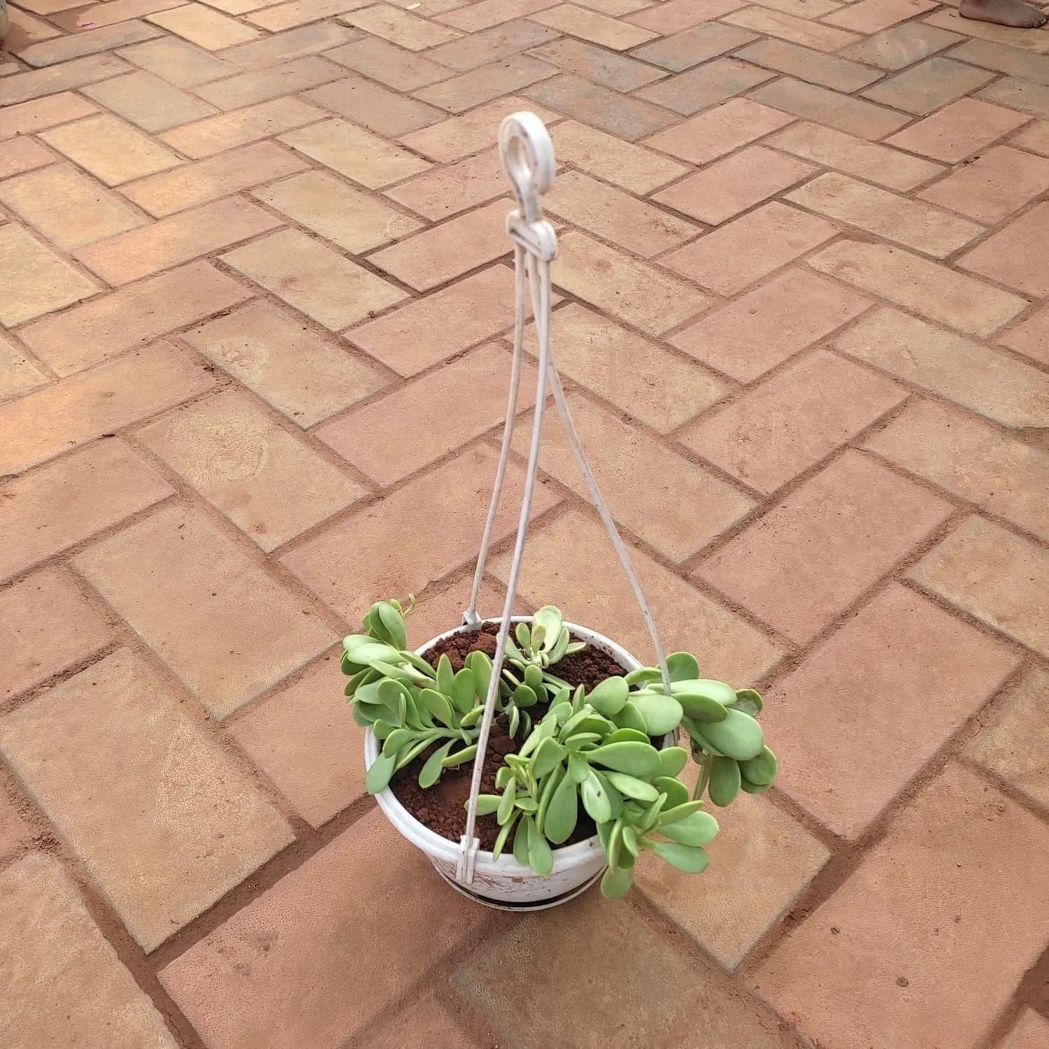 Pigmy weeds Succulent in 6 Inch Hanging Basket (any colour)